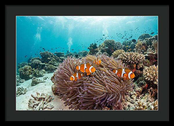 Clownfish Among Vibrant Anemones