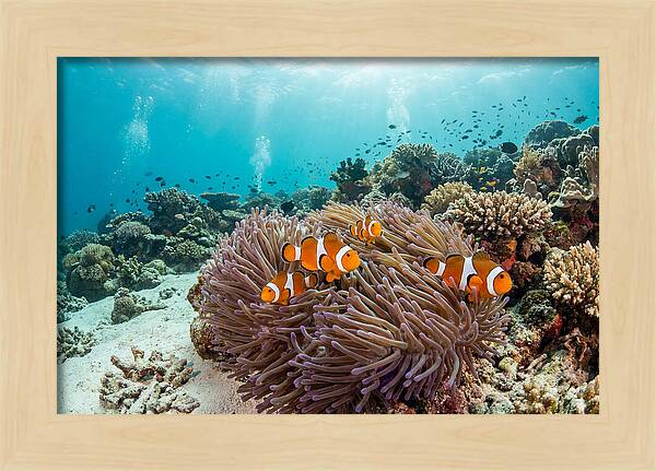 Clownfish Among Vibrant Anemones