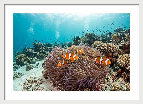 Clownfish Among Vibrant Anemones