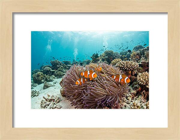 Clownfish Among Vibrant Anemones