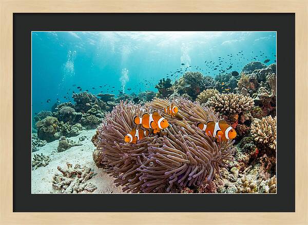 Clownfish Among Vibrant Anemones