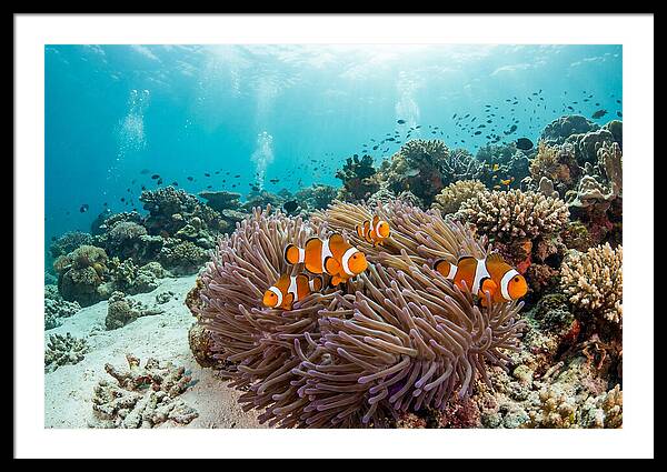 Clownfish Among Vibrant Anemones