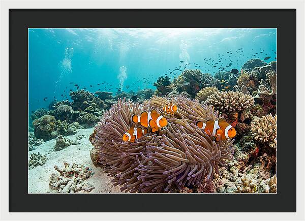 Clownfish Among Vibrant Anemones