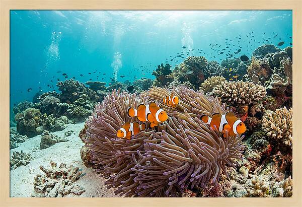 Clownfish Among Vibrant Anemones
