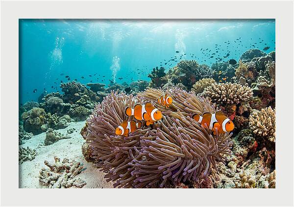 Clownfish Among Vibrant Anemones