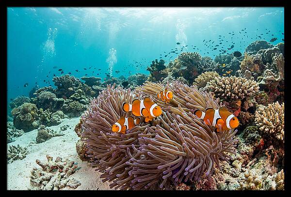 Clownfish Among Vibrant Anemones
