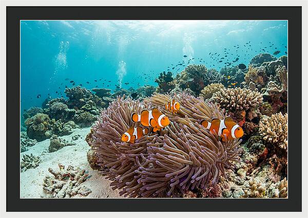 Clownfish Among Vibrant Anemones