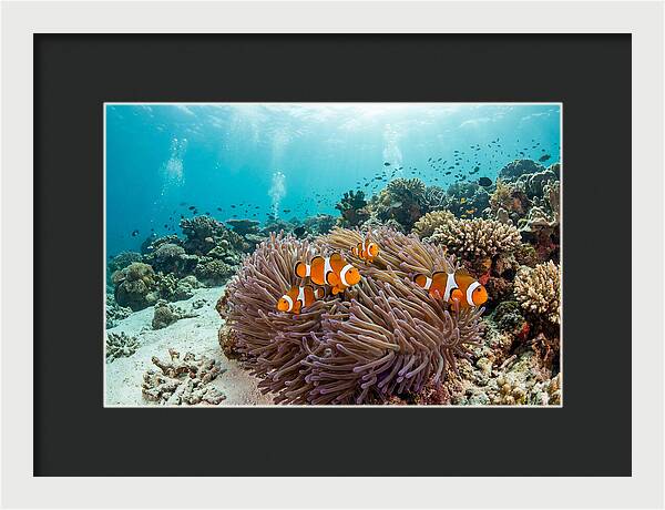 Clownfish Among Vibrant Anemones