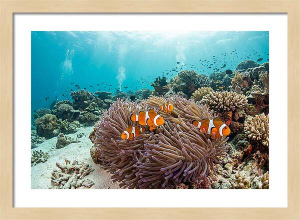 Clownfish Among Vibrant Anemones