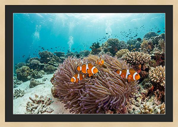 Clownfish Among Vibrant Anemones