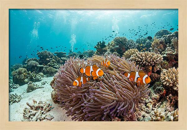 Clownfish Among Vibrant Anemones