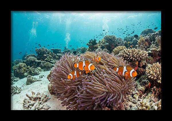 Clownfish Among Vibrant Anemones