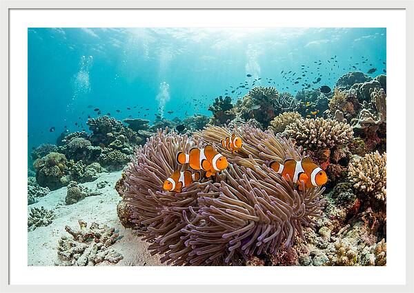Clownfish Among Vibrant Anemones