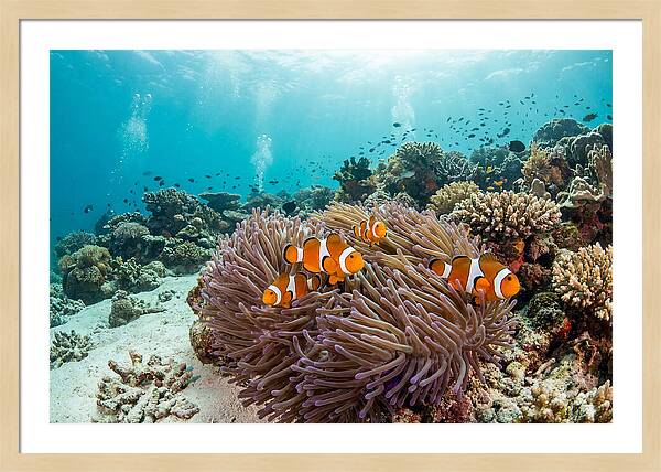 Clownfish Among Vibrant Anemones