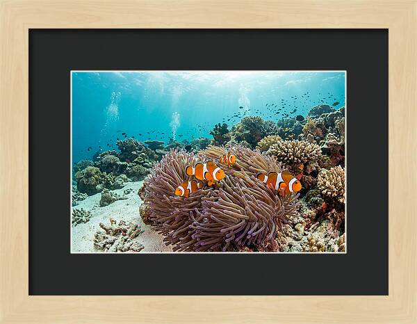 Clownfish Among Vibrant Anemones