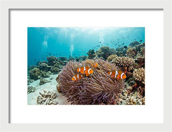Clownfish Among Vibrant Anemones