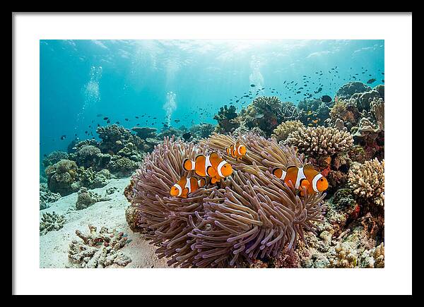 Clownfish Among Vibrant Anemones