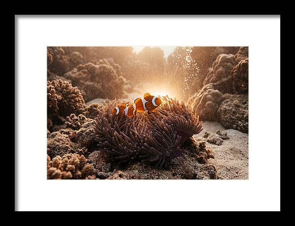 Clownfish Among Vibrant Anemones
