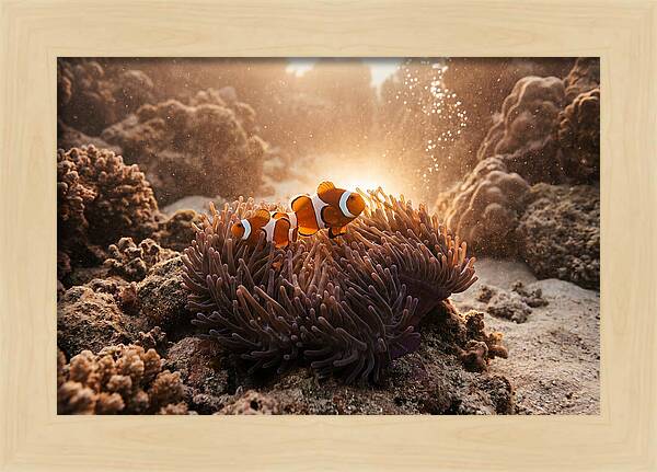 Clownfish Among Vibrant Anemones