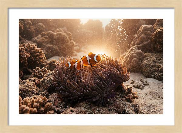 Clownfish Among Vibrant Anemones