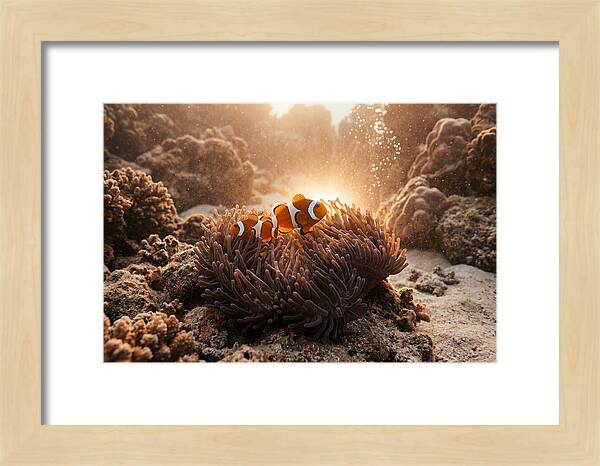 Clownfish Among Vibrant Anemones