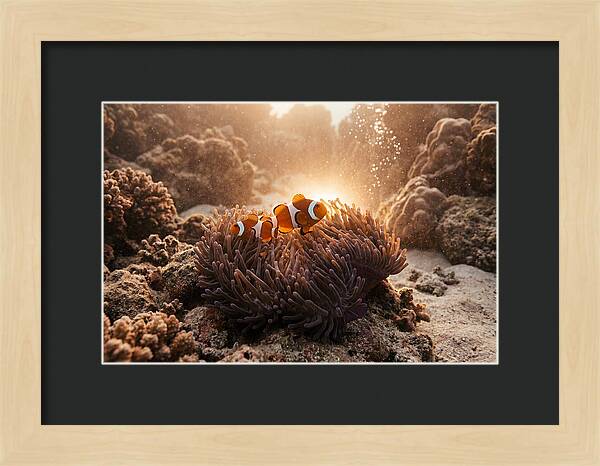 Clownfish Among Vibrant Anemones
