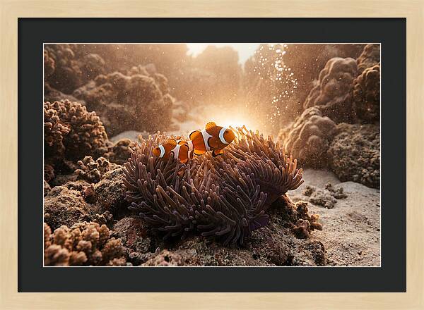Clownfish Among Vibrant Anemones