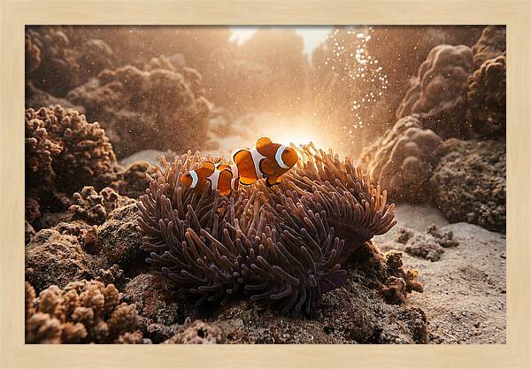 Clownfish Among Vibrant Anemones