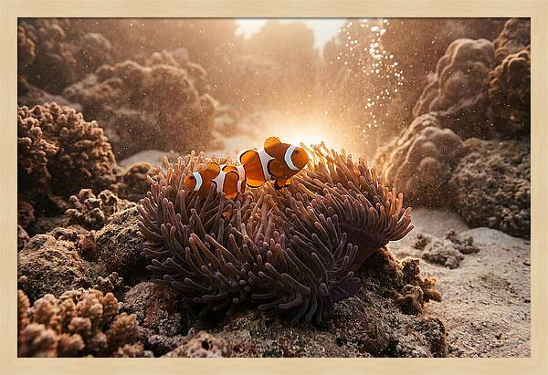 Clownfish Among Vibrant Anemones