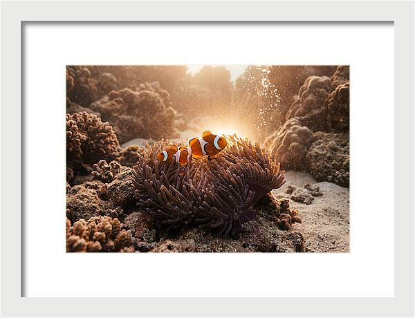 Clownfish Among Vibrant Anemones