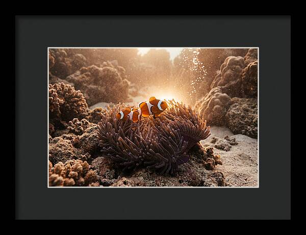 Clownfish Among Vibrant Anemones