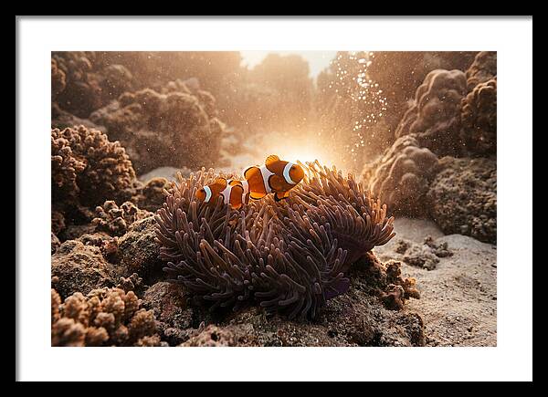 Clownfish Among Vibrant Anemones