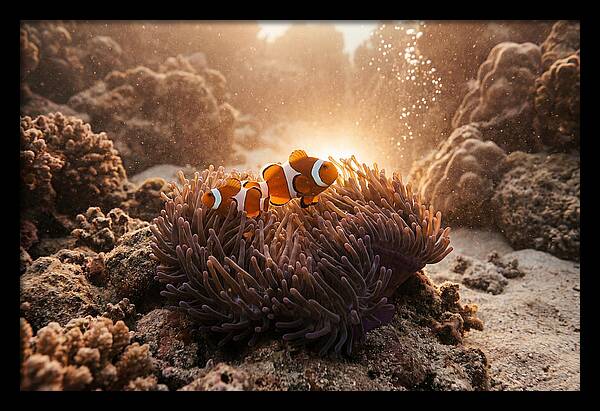 Clownfish Among Vibrant Anemones