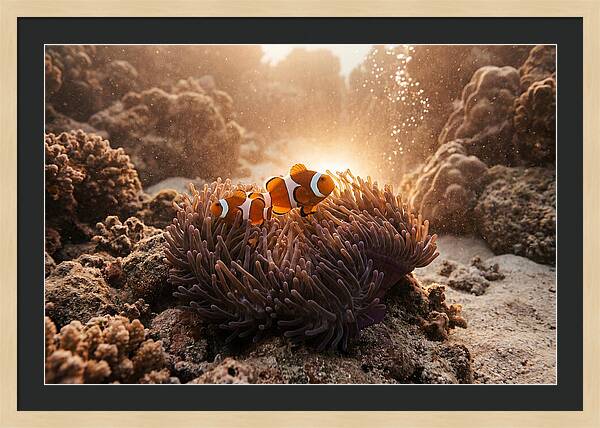 Clownfish Among Vibrant Anemones
