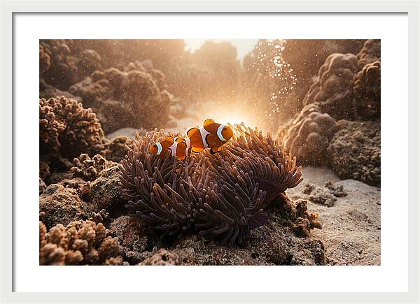 Clownfish Among Vibrant Anemones