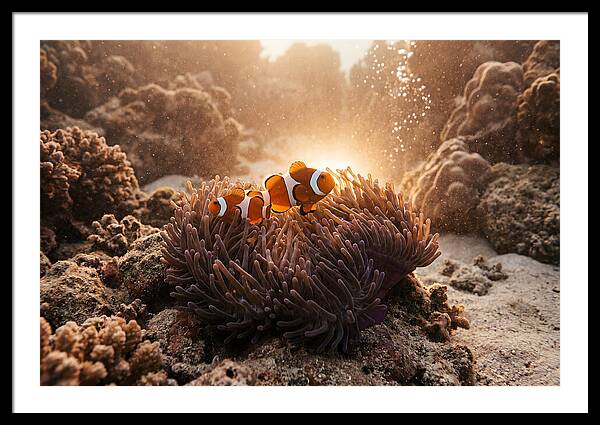 Clownfish Among Vibrant Anemones