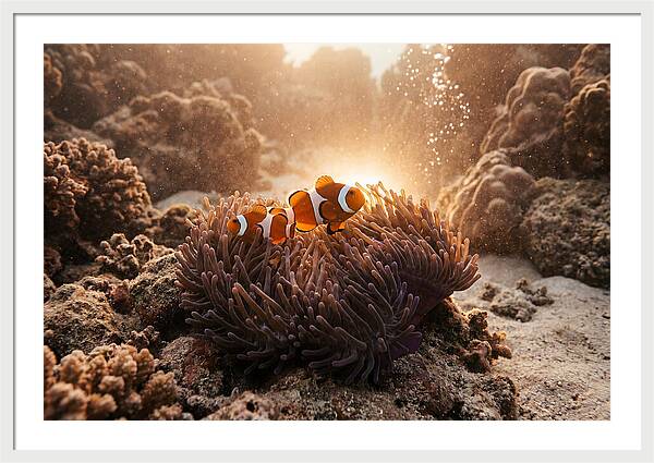Clownfish Among Vibrant Anemones