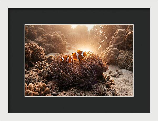 Clownfish Among Vibrant Anemones