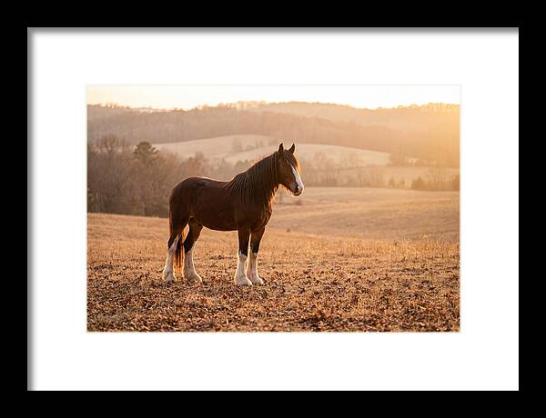 Clydesdale In Autumn Glow