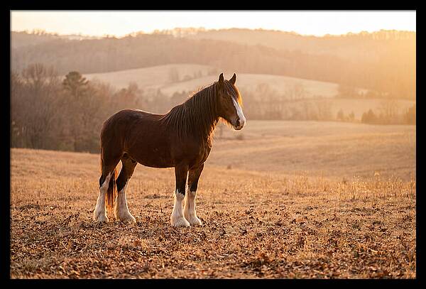 Clydesdale In Autumn Glow