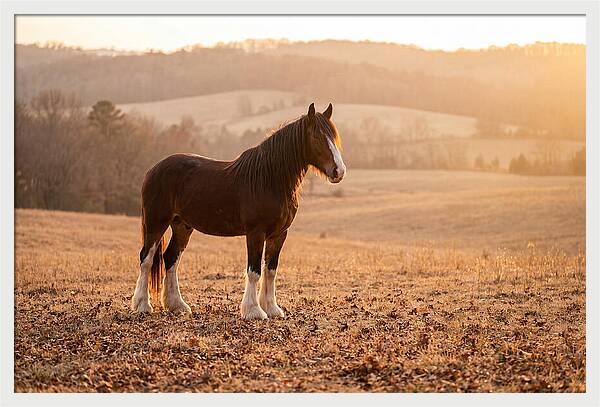 Clydesdale In Autumn Glow