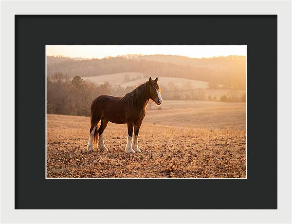 Clydesdale In Autumn Glow