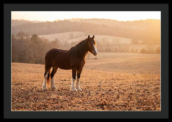 Clydesdale In Autumn Glow