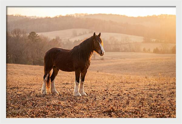 Clydesdale In Autumn Glow