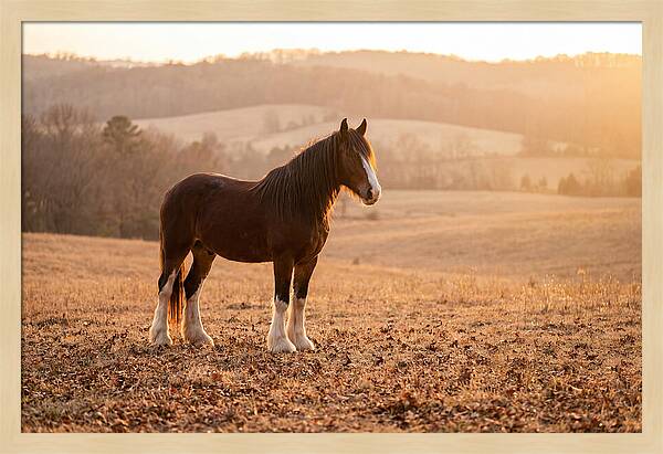 Clydesdale In Autumn Glow