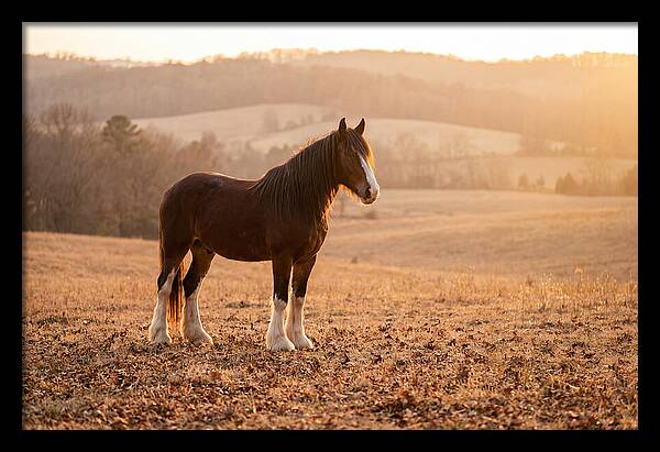 Clydesdale In Autumn Glow