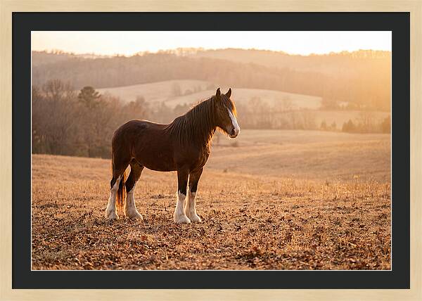 Clydesdale In Autumn Glow