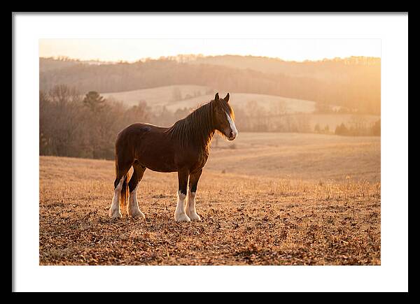 Clydesdale In Autumn Glow
