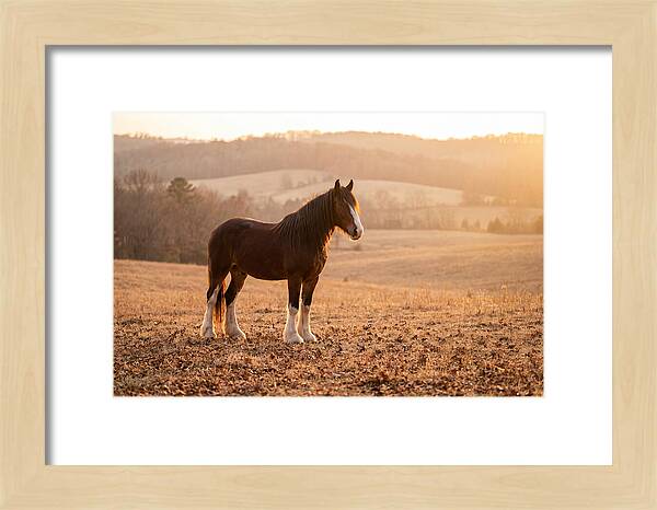Clydesdale In Autumn Glow