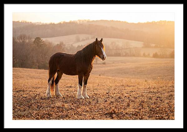 Clydesdale In Autumn Glow